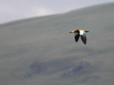 Casarca / Ruddy Shelduck