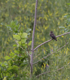 Balkanvliegenvanger / Semi-collared Flycatcher