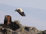 Aasgier / Egyptian Vulture