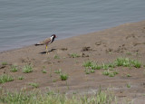 Indische kievit / Red-wattled Lapwing