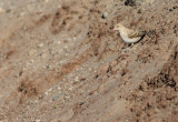 Bleke rotsmus / Pale Rock Sparrow