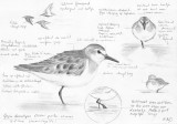 Grijze strandloper / Semipalmated Sandpiper