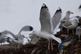 Pontische meeuw / Larus cachinnans