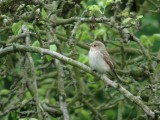 Grauwe Vliegenvanger / Spotted Flycatcher