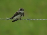 Oeverzwaluw / Sand Martin