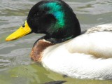 Mallard Duck.jpg