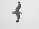 Seagull in flight.jpg