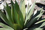 Agave attenuata hybrid.jpg