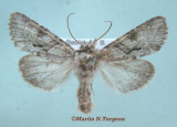 932800 (10518) Achatia distincta
