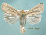 10436 Aletia oxygale