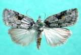 931144 (8977) Nycteola cinereana 1