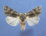 931477 (9261) Acronicta impressa