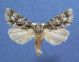 931476 (9259) Acronicta noctivaga (rare)