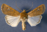 10738 Euxoa(Palaeoeuxoa)mimallonis (Localized & Rare)