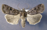 10756 Euxoa campestris (Localized & Rare)
