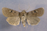 10718 Euxoa(Pleonectopoda) lewisi BC