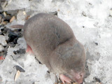 Blarina brevicauda - Grande musaraigne - Northern Short - tailed Shrew