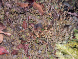 Lichen Sp.