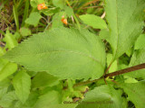Eutrochium maculatum - Jos-Pye-Weed