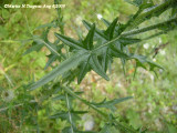 Cirsium vulgare - Bull thistle - Gros Chardon