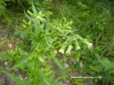Erechtites hieracifolia - American Burnweed