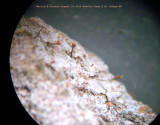 Stubble Lichens - Sclerophora coniophaea - EXTREMELY RARE