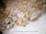 Stubble Lichens -  Sclerophora coniophaea - EXTREMELY RARE