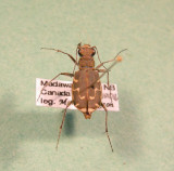 Cicindela repanda repanda Dejean