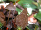  Mushroom  possibly Mycena clavicularis