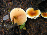 False chanterelle maybe