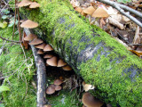 20b Mushroom
