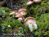 29 Mushroom