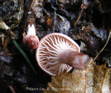 32b Mushroom