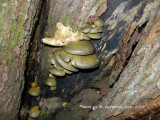 Sarcomyxa serotina - Pleurote tardif - Late Fall Oyster