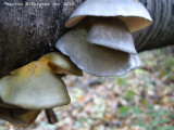 Sarcomyxa serotina - Pleurote tardif - Late Fall Oyster