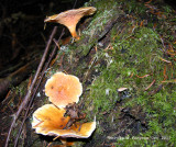 False chanterelle maybe