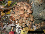 Mushroom 40a Oct 5 house