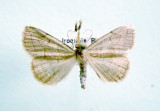 930495 (8348) Zanclognatha pedipilalis