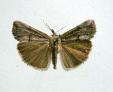 930588 (8465) Hypena scabra