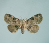930680 (8500) Metalectra quadrisignata