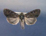 932304 (9344) Apamea plutonia