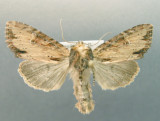 932303 (9341) Apamea vultuosa