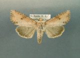 932307 (9351) Apamea alia