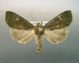932344 (9367) Apamea dubitans