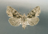 932699 (9419) Platypolia mactata