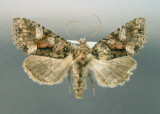 932695 (9420) Fishia illocata