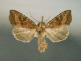 932358 (9454) Loscopia velata