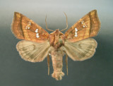 932489 (9480) Papaipema pterisii