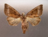 932506 (9502) Papaipema nelita