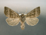 932502 (9501) Papaipema eupatorii